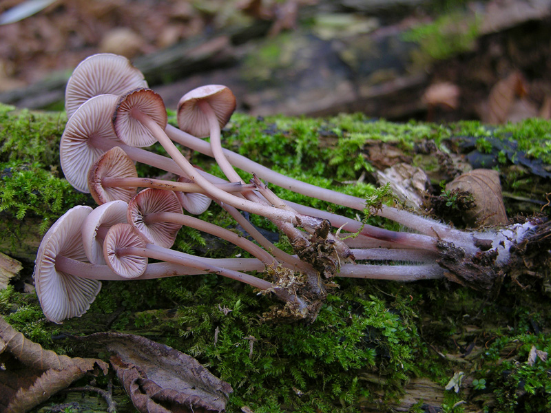 Un fosso......e una marea di funghi.(parte 2)